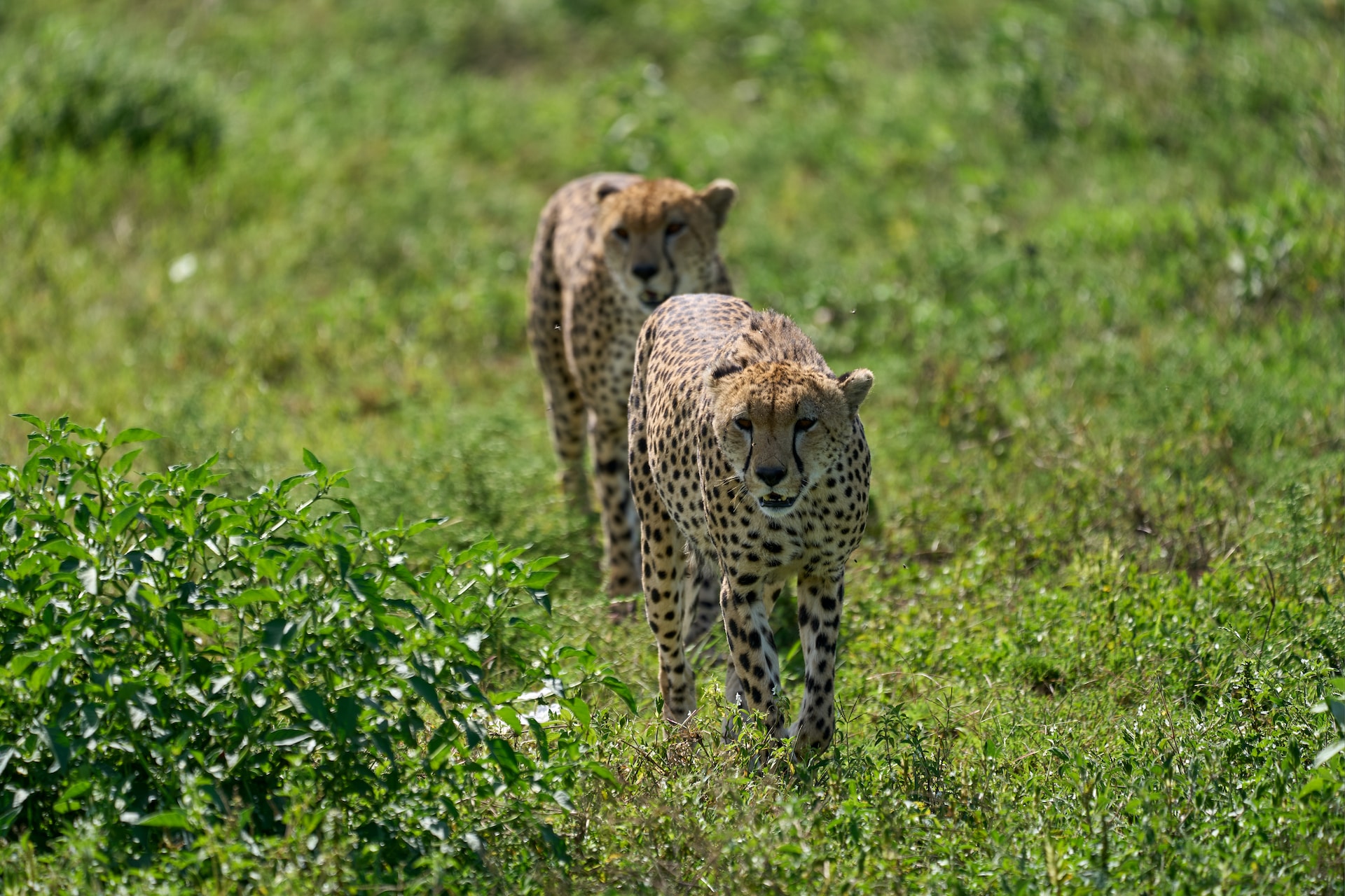 6 DAY 5 NIGHTS MACHAME AND 4 DAYS PLENTY GAME DRIVE